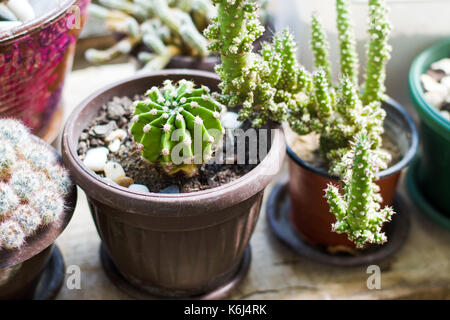 Cactus en pot à côté d'une grande fenêtre Banque D'Images