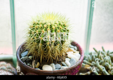 Cactus en pot à côté d'une grande fenêtre Banque D'Images