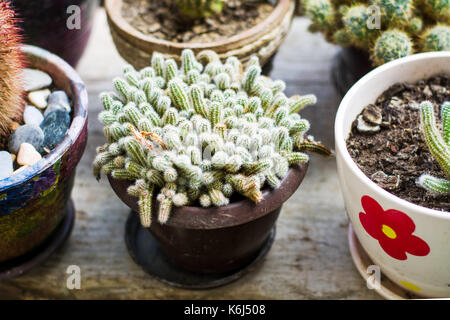 Cactus en pot à côté d'une grande fenêtre Banque D'Images