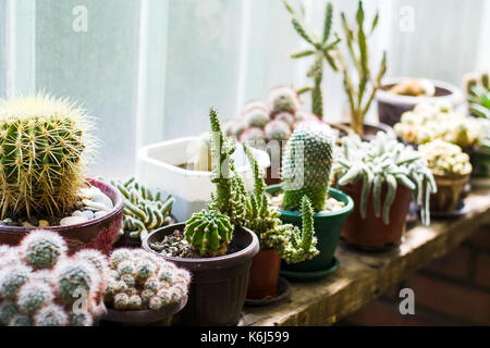 Cactus en pot à côté d'une grande fenêtre Banque D'Images