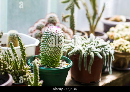 Cactus en pot à côté d'une grande fenêtre Banque D'Images