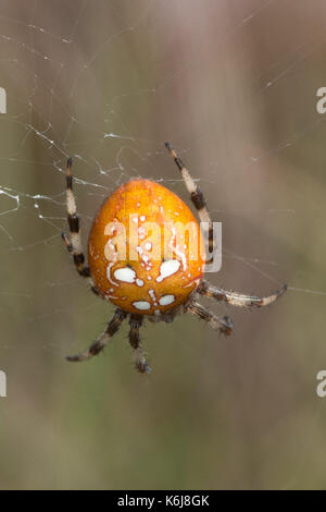 Close-up of four-spotted orbweaver femelle araignée sur un site web dans la lande, UK Banque D'Images