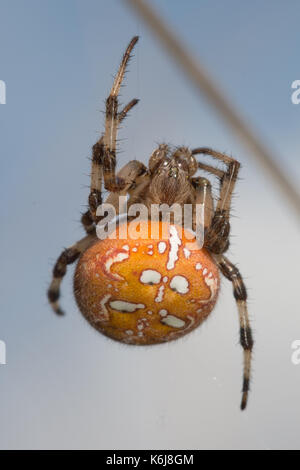 Close-up of four-spotted orbweaver femelle araignée sur un site web dans la lande, UK Banque D'Images