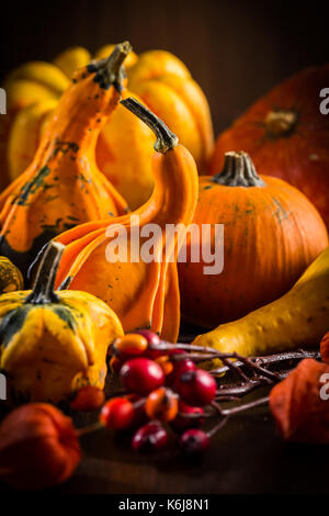 Les citrouilles pour Thanksgiving traditionnel dans des couleurs chaudes Banque D'Images