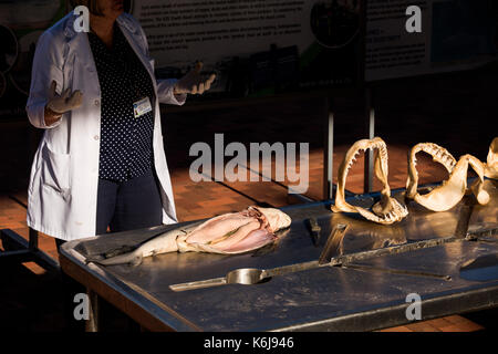 Conduit à la dissection scientifique Requins Requins KwaZulu-Natal Conseil en Durban, Afrique du Sud Banque D'Images