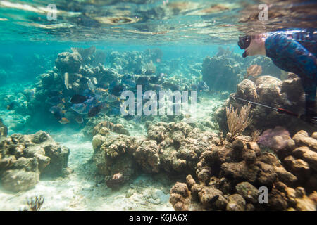 Un homme avec un fusil à harpon tubas près d'une école du récif de corail et des tang dans les eaux peu profondes au large de l'île d'Utila, Honduras. Banque D'Images