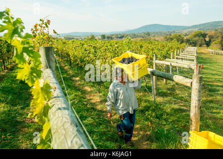 Travailleur homme marcher dans la vigne et transporte les caisses de raisin récolté, Delaplane, Virginia, USA Banque D'Images