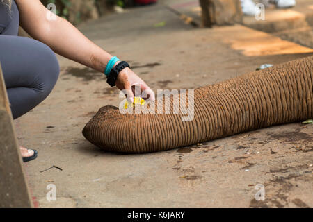 Éléphant d'atteindre pour les fruits en femme main à park, Chiang Mai, Thaïlande Banque D'Images