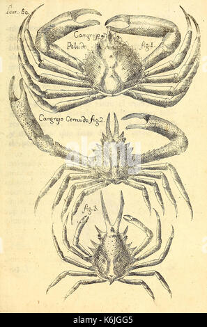 Descripcion diferentes de piezas de historia natural las mas del ramo maritimo (Lam. L) BHL41502038 Banque D'Images