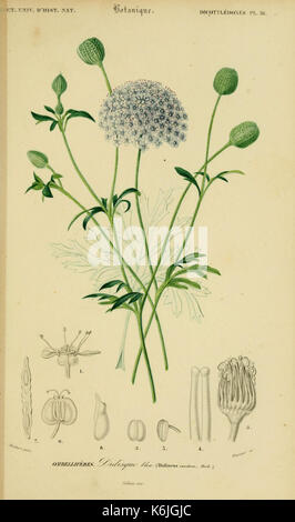 Dictionnaire universel d'histoire naturelle (Dicotyledones Pl. 16) (6436320843) Banque D'Images