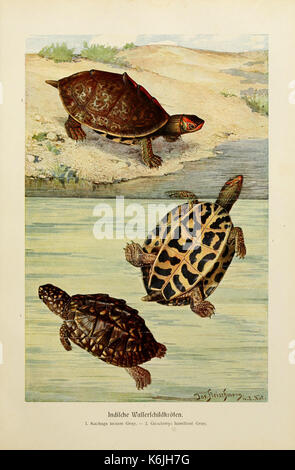 Une assiette de 'Brehms Tierleben', illustrant le Buffalo d'eau indien. Ce travail, une étude zoologique importante, fournit des représentations détaillées de diverses espèces animales du monde entier. Banque D'Images