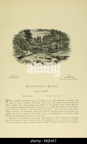 Les poissons d'eau douce britannique (Page (107), Fig. dans le texte paysage) BHL6175019 Banque D'Images