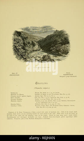 Les poissons d'eau douce britannique (Page (149), Fig. dans le texte paysage) BHL6175080 Banque D'Images