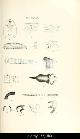 Bulletin du laboratoire de l'Etat de l'Illinois Natural History BHL8264011 Banque D'Images