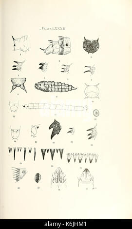 Bulletin du laboratoire de l'Etat de l'Illinois Natural History BHL8264015 Banque D'Images