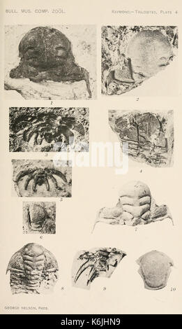La planche 4 du Bulletin du Musée de zoologie comparée présente des illustrations détaillées de diverses espèces étudiées à Harvard, mettant en valeur la diversité zoologique et l'anatomie comparée. Banque D'Images