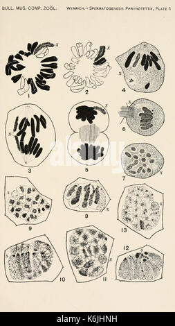 Bulletin du Museum of Comparative Zoology de Harvard College (planche 1) BHL2748240 Banque D'Images