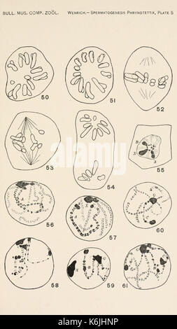Bulletin du Museum of Comparative Zoology de Harvard College (planche 5) BHL2748256 Banque D'Images