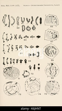 Bulletin du Museum of Comparative Zoology de Harvard College (planche 6) BHL2748260 Banque D'Images