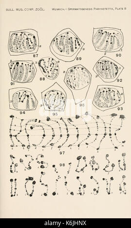 Bulletin du Museum of Comparative Zoology de Harvard College (planche 8) BHL2748268 Banque D'Images