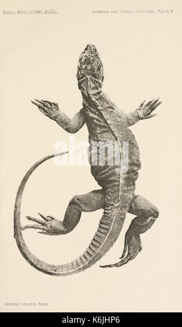 Bulletin du Museum of Comparative Zoology de Harvard College (planche 4) BHL2748318 Banque D'Images