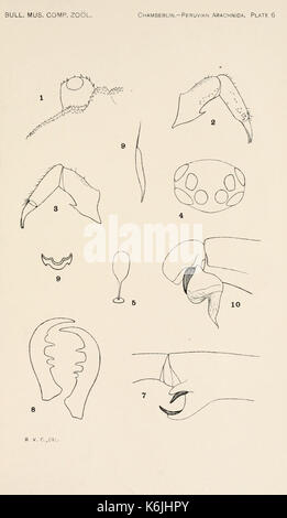 Bulletin du Museum of Comparative Zoology de Harvard College (planche 6) BHL2748633 Banque D'Images