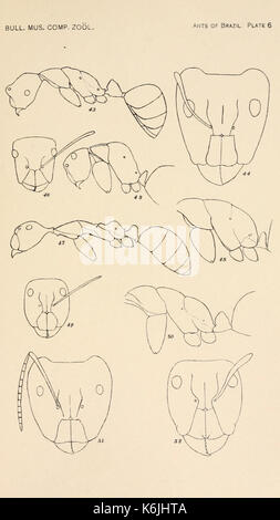 Bulletin du Museum of Comparative Zoology de Harvard College (planche 6) BHL2748377 Banque D'Images