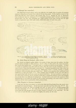 Une illustration de *Cave Vertebrates of America* montrant une espèce de vertébré adaptée à la vie dans les environnements des grottes. L'image offre un aperçu des adaptations spécialisées des animaux vivant dans les grottes. Banque D'Images