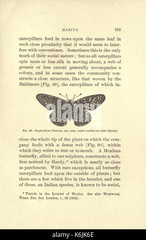 Les papillons (page 105) BHL19200240 Banque D'Images