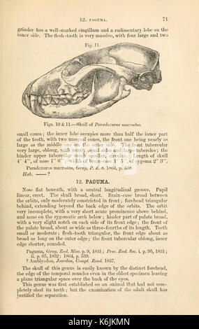 Catalogue de carnivore, il pachydermatous et de personnes édentées Mammalia ... dans le ... Museum (page 71) BHL8396990 Banque D'Images