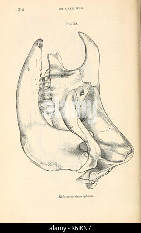 Catalogue de carnivore, il pachydermatous et de personnes édentées Mammalia ... dans le ... Musée (page 312) BHL8397231 Banque D'Images