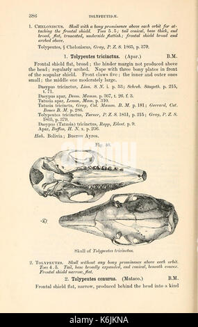 Catalogue de carnivore, il pachydermatous et de personnes édentées Mammalia ... dans le ... (Page 386) Musée BHL8397305 Banque D'Images