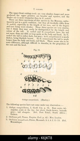 Catalogue des singes, lémuriens et manger des fruits de chauves-souris dans le ... Museum (page 85) BHL8412564 Banque D'Images