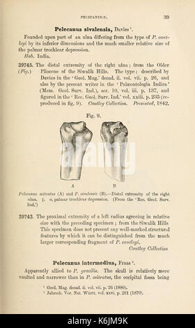 Catalogue des oiseaux fossiles au British Museum (Natural History) (page 39) BHL8389822 Banque D'Images