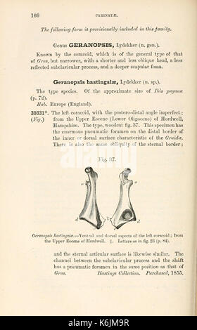 Catalogue des oiseaux fossiles au British Museum (Natural History) (page 166) BHL8389949 Banque D'Images