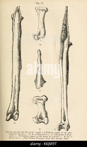 Catalogue des oiseaux fossiles au British Museum (Natural History) (page 207) BHL8389990 Banque D'Images