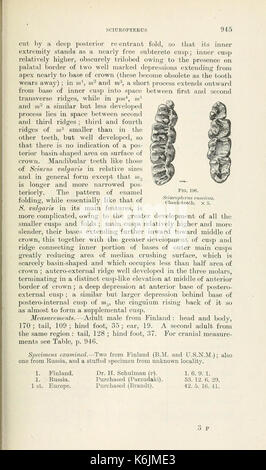 Catalogue des mammifères de l'Europe de l'ouest (Europe exclusive de la Russie) dans la collection du British Museum (page 945) BHL8422264