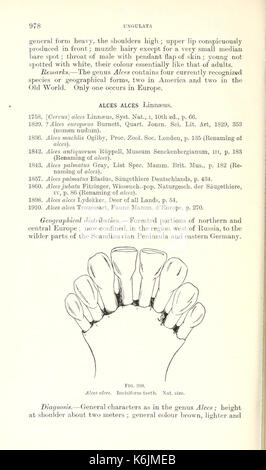 Catalogue des mammifères de l'Europe de l'ouest (Europe exclusive de la Russie) dans la collection du British Museum (page 978) BHL8422297