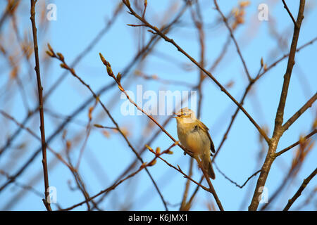 « Récent (Phylloscopus collybita) au printemps, l'Europe Banque D'Images