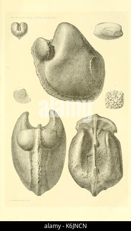 Description de la faune des terrains tertiaires moyens de la Corse (la Planche V) BHL13823939 Banque D'Images