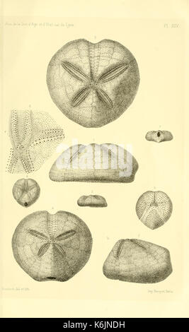 Description de la faune des terrains tertiaires moyens de la Corse (Planche XIV) BHL13823975 Banque D'Images