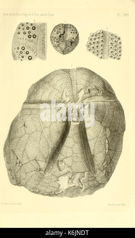 Description de la faune des terrains tertiaires moyens de la Corse (Planche XVI) BHL13823983 Banque D'Images