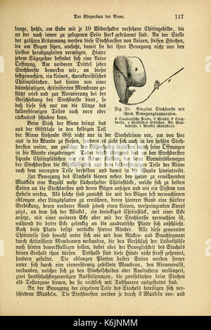 Das Buch von der biene (page 117) BHL11474083 Banque D'Images