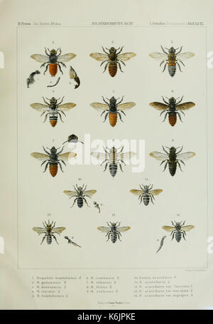 Die Bienen Afrikas nach dem Stande Kenntnisse unserer heutigen BHL10925650 Banque D'Images