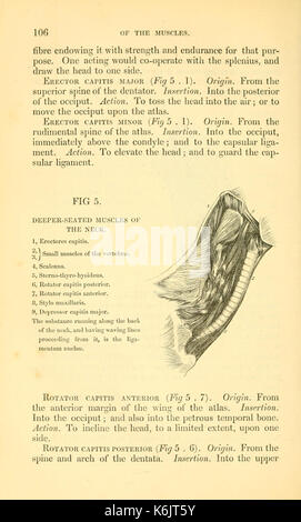 Blaine décrit de l'art vétérinaire, ou, un traité sur l'anatomie, la physiologie et le traitement curatif des maladies du cheval, et de celles des départements de l'administration, neat bovins et moutons (page 106) BHL21191875 Banque D'Images