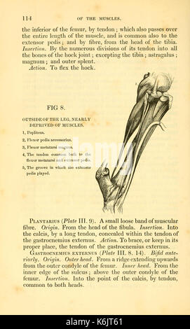 Blaine décrit de l'art vétérinaire, ou, un traité sur l'anatomie, la physiologie et le traitement curatif des maladies du cheval, et de celles des départements de l'administration, neat bovins et moutons (page 114) BHL21191883 Banque D'Images