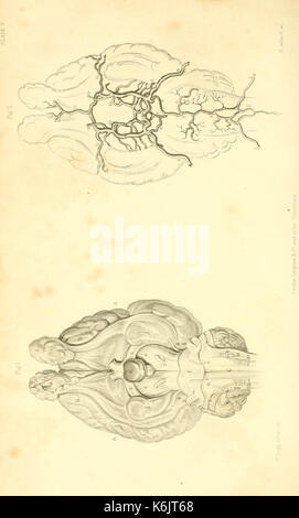 Un traité intitulé 'contours de l'art vétérinaire' par Blaine, couvrant l'anatomie, la physiologie et les maladies des chevaux, des bovins et des moutons, offrant un aperçu de la médecine vétérinaire. Banque D'Images