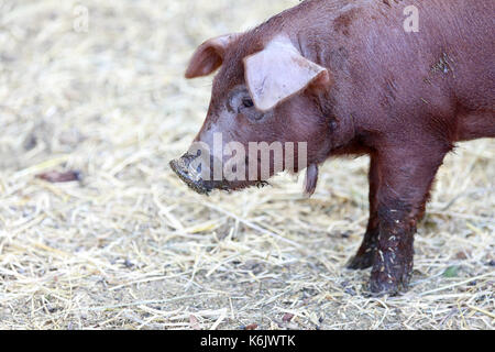 Red wattle du porc (Sus scrofa domesticus) close-up. Banque D'Images
