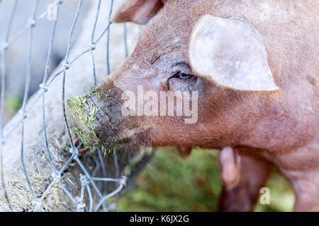 Red wattle du porc (Sus scrofa domesticus) close-up. Banque D'Images