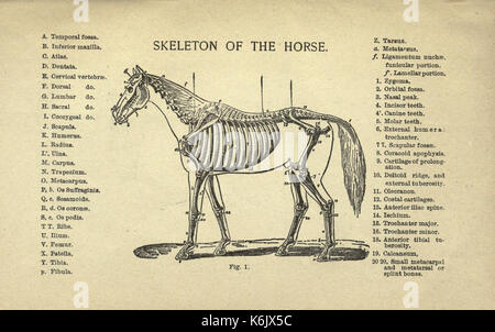 L'élevage, la formation, la gestion et les maladies du cheval et les autres animaux domestiques bhl17454308 Banque D'Images